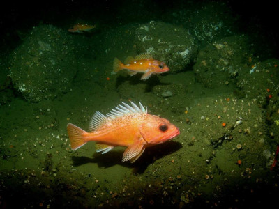 One Greenspotted Rockfish (foreground) and two Rosy Rockfish (background)