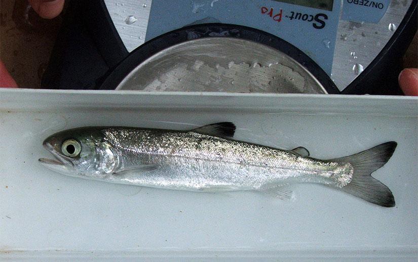 A coho salmon smolt is weighed at the Mill Creek smolt trap site