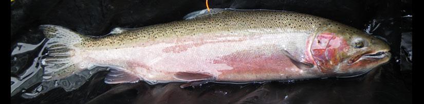 Male steelhead in spawning phase