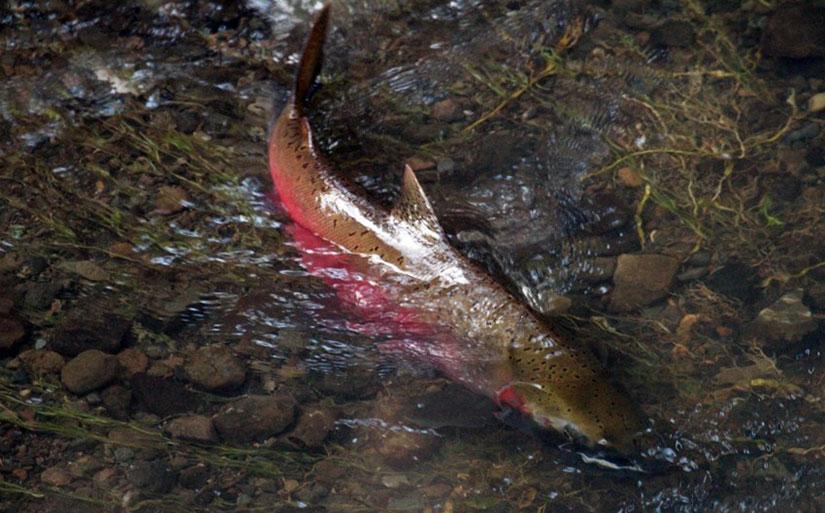 Coho Salmon