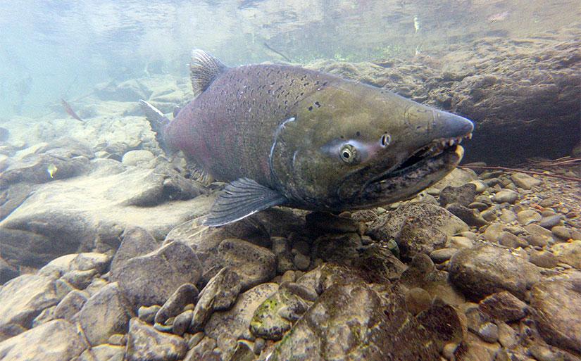 Adult male Chinook