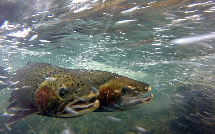 steelhead trout