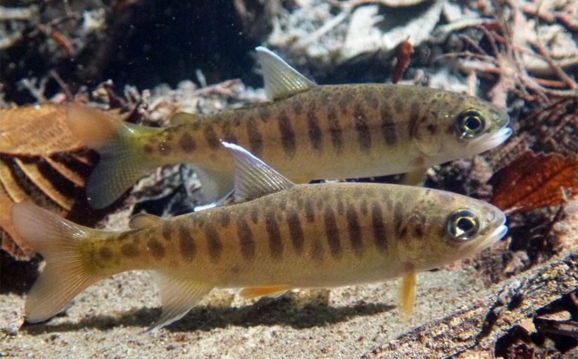Coho salmon young-of-the-year (yoy)