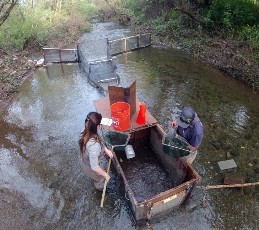 A coho salmon smolt is weighed at the Mill Creek smolt trap site