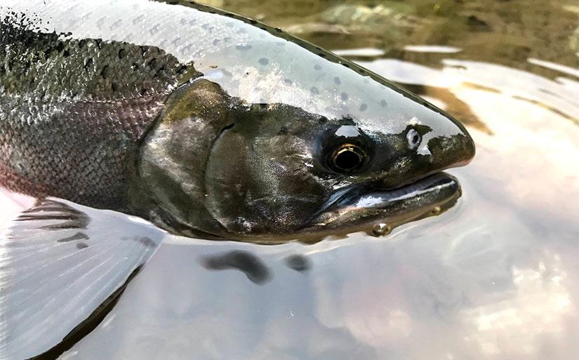 An adult coho salmon caught while targeting steelhead, 2020