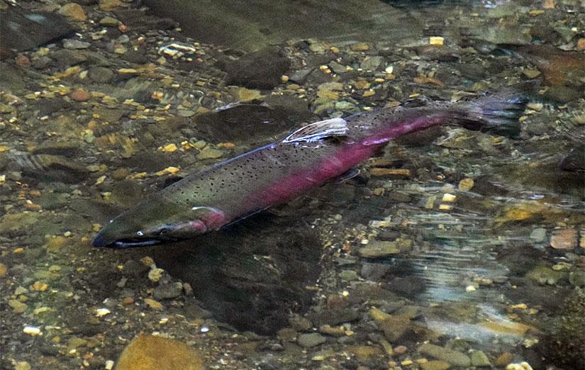 Photo: David Berman - Male coho salmon in Dutch Bill Creek.