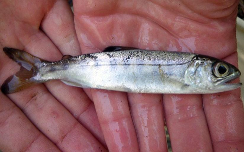 Coho salmon smolt