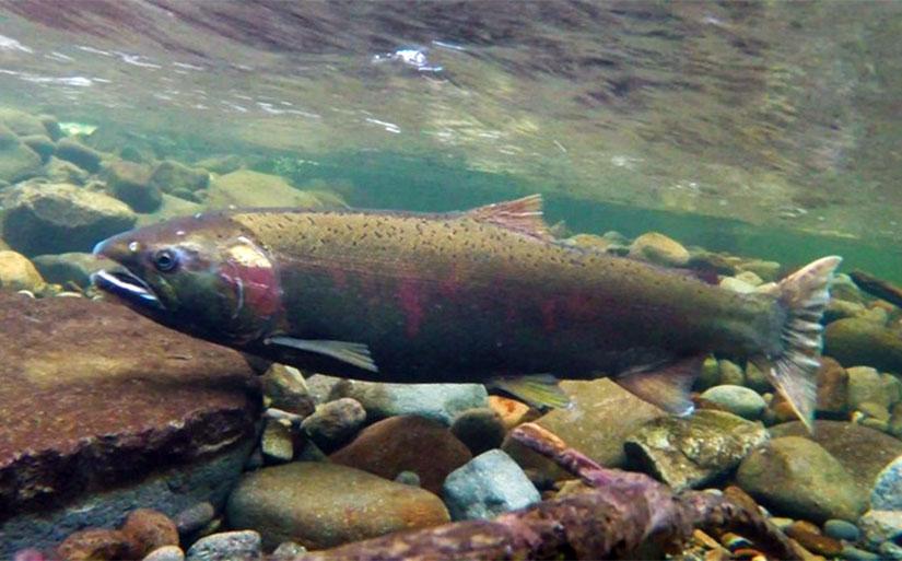 Adult female coho in spawning phase