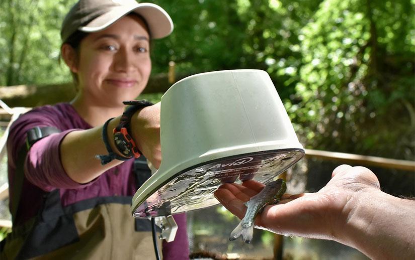 Scanning a coho smolt for a PIT tag. Photo: Joshua Asel