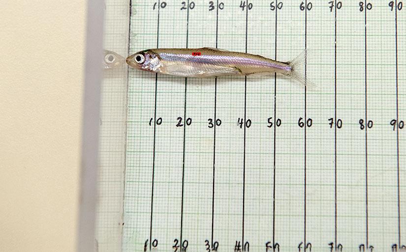 View of a tagged (small red square) Delta Smelt in a study to increase scientific understanding about the wellbeing of Delta Smelt that were raised in hatcheries and then gently acclimated into the wild in a protected enclosure.