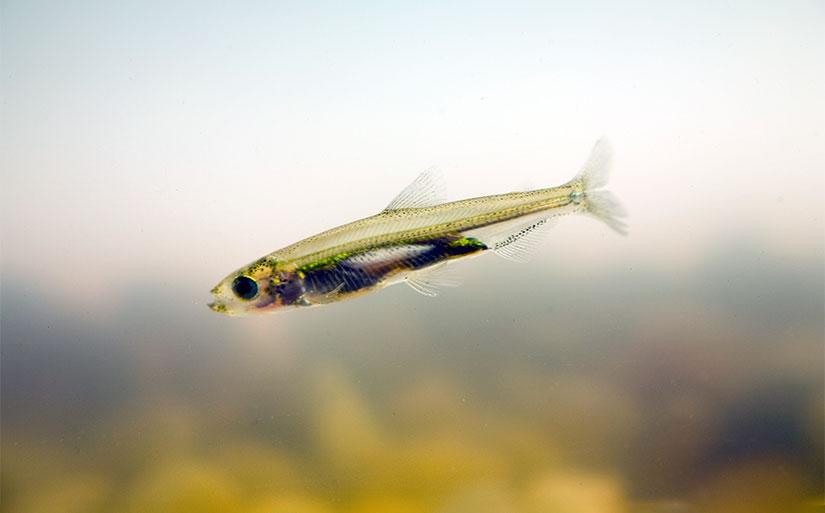 A juvenile Delta Smelt inside a rearing tank at the U.C. Davis Fish Conservation and Culture Lab where Delta Smelt studies are ongoing.