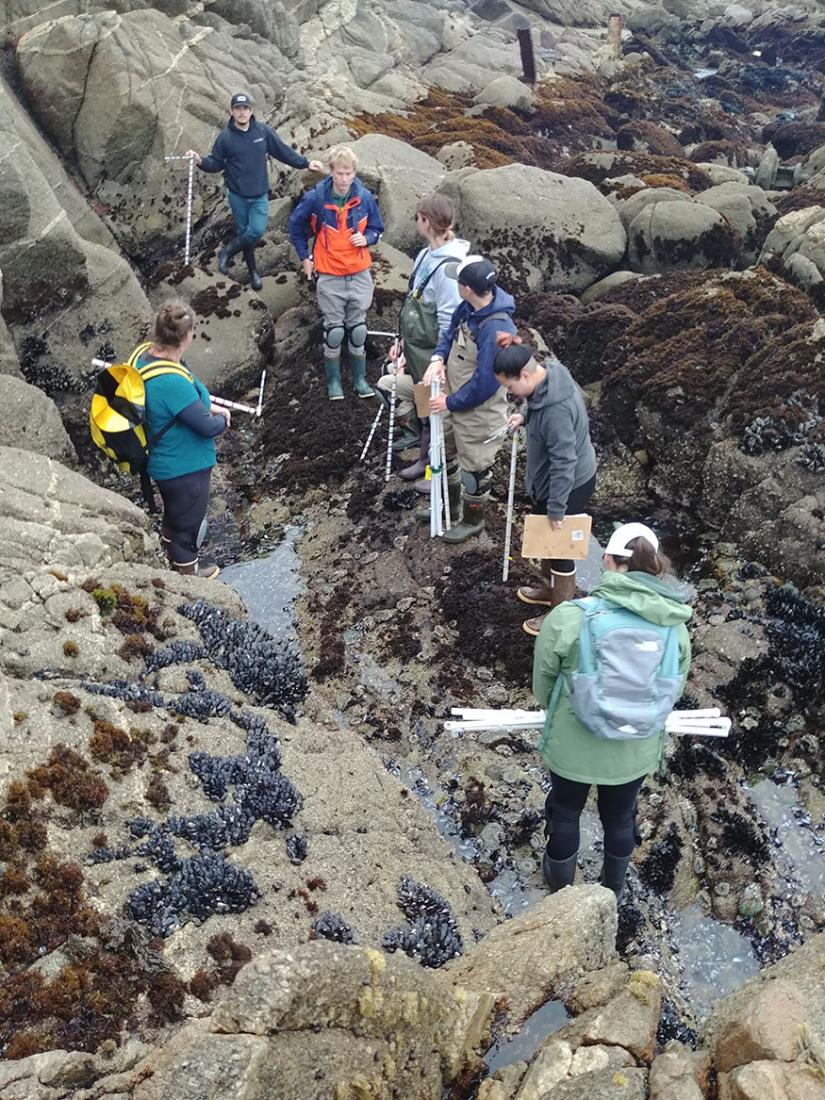 Haupt (left) and students surveying intertidal urchins at Cannery Row in summer 2021. Back to front: Daniel Pureco, Isaak Haberman, Emily Vidusic, Kaitlin Rooney, Emily Chui, Leta Dawson. Photo credit: Alicia Del Toro