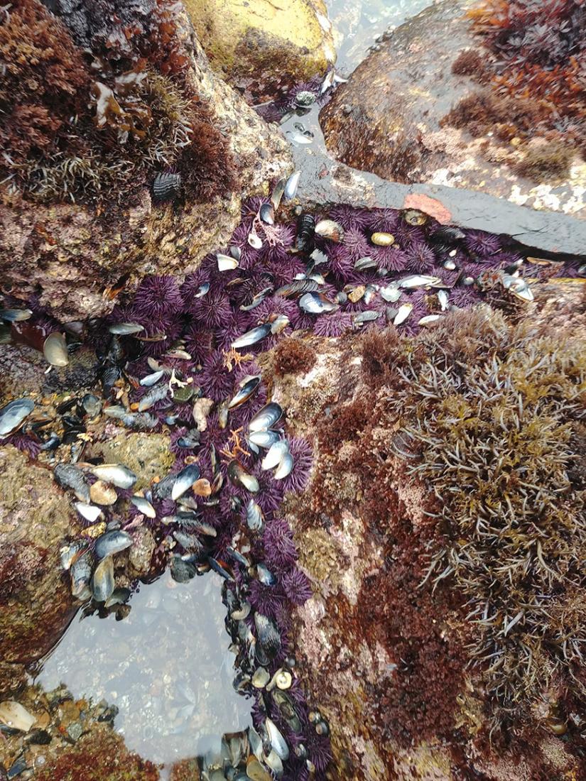 Purple urchins among algae and other invertebrates in the intertidal zone at Cannery Row in 2021. Photo credit: Alicia Del Toro