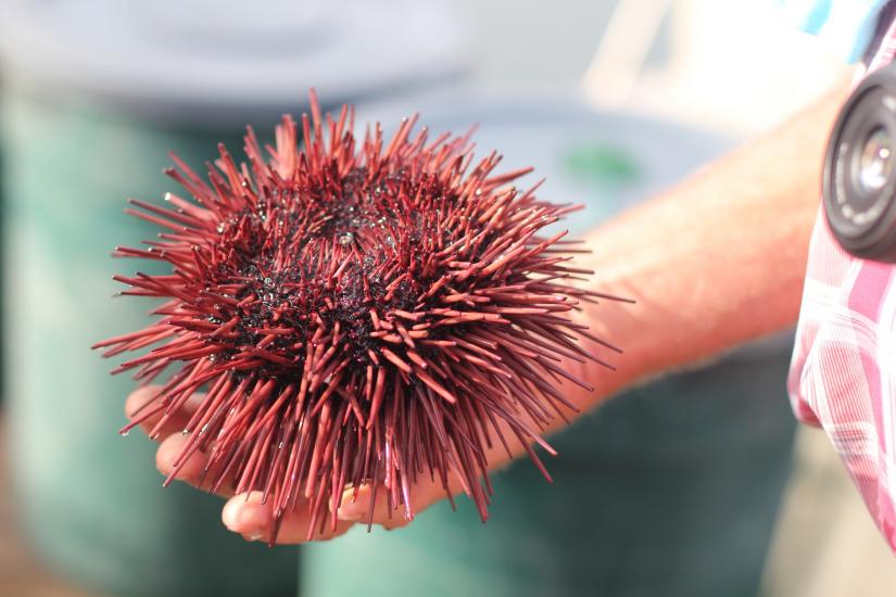 Red sea urchin up close.