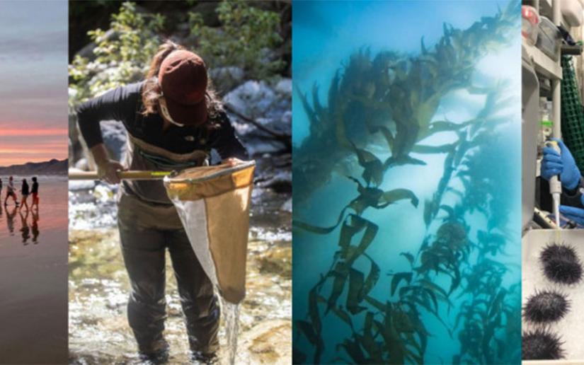 California Sea Grant announces newly funded research prioritizing aquaculture and graduate research