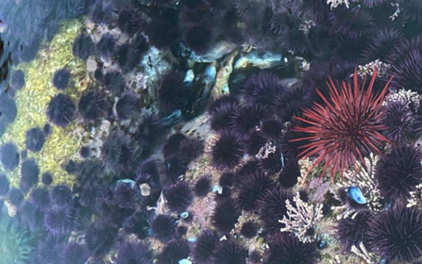 One red urchin among many purple urchins at an intertidal sampling site on the Monterey Peninsula in 2021. Photo Credit: Emily Vidusic