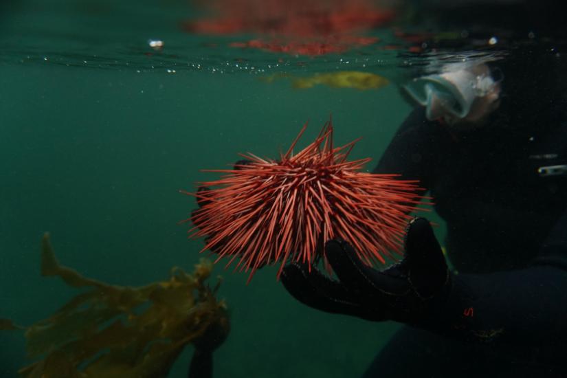 red sea urchin held underwater by a scuba diver, a kelp piece floats in the background