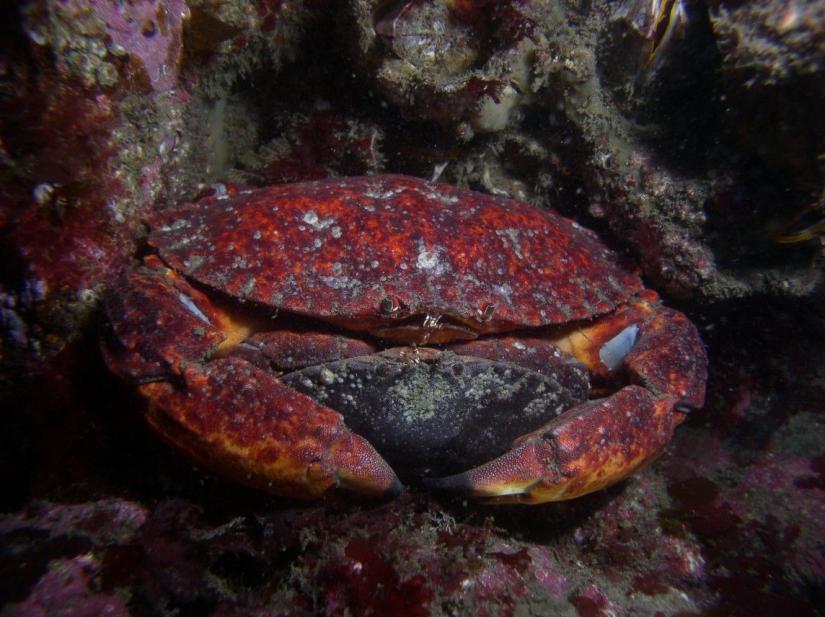 Red rock crabs mating amongst substrate