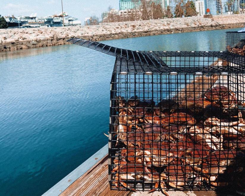 crabs in a trap, daytime city harbor in background