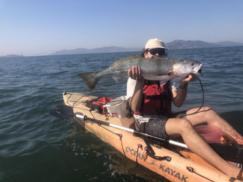 person sitting on an ocean kayak holding up a large white seabass