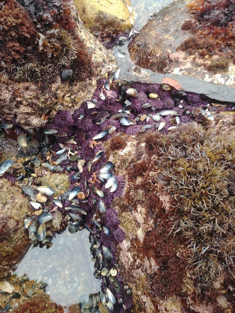 Purple urchins among algae and other invertebrates in the intertidal zone at Cannery Row in 2021. Photo credit: Alicia Del Toro