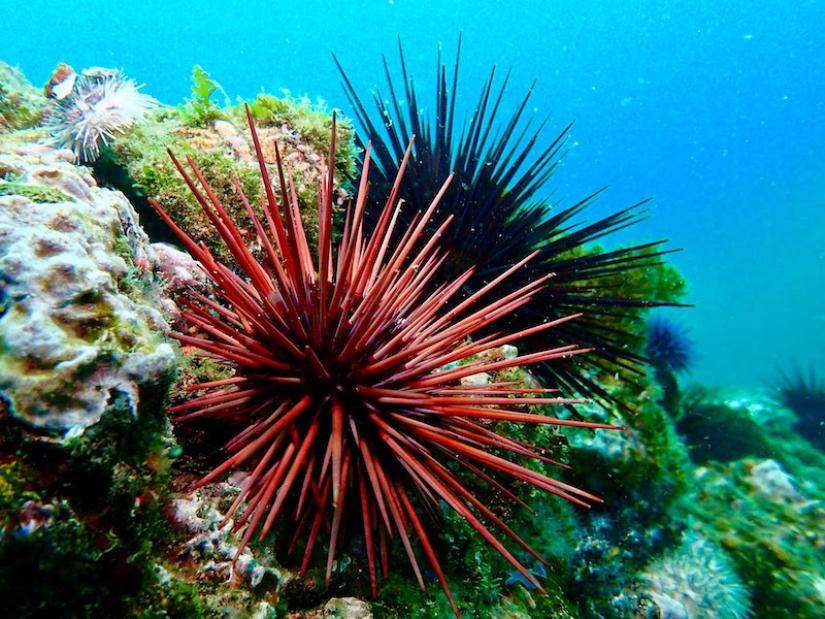 Sea urchins are one of the primary species that feed on kelp.
