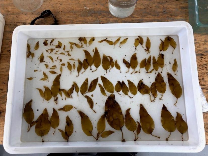 Cultured bull kelp at various stages of development at Monterey Bay Seaweeds. The smallest blades are about 1 cm in length and the largest about 20 cm. Photo credit: Bennett Bugbee