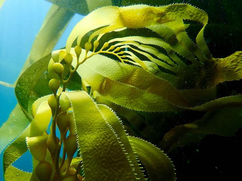 Giant Kelp off of California 