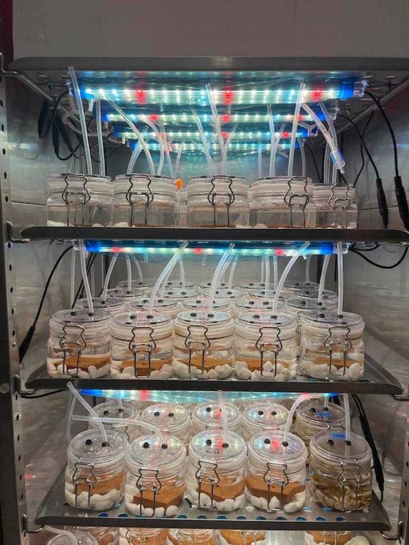Kelp in incubator growth trial setup. 