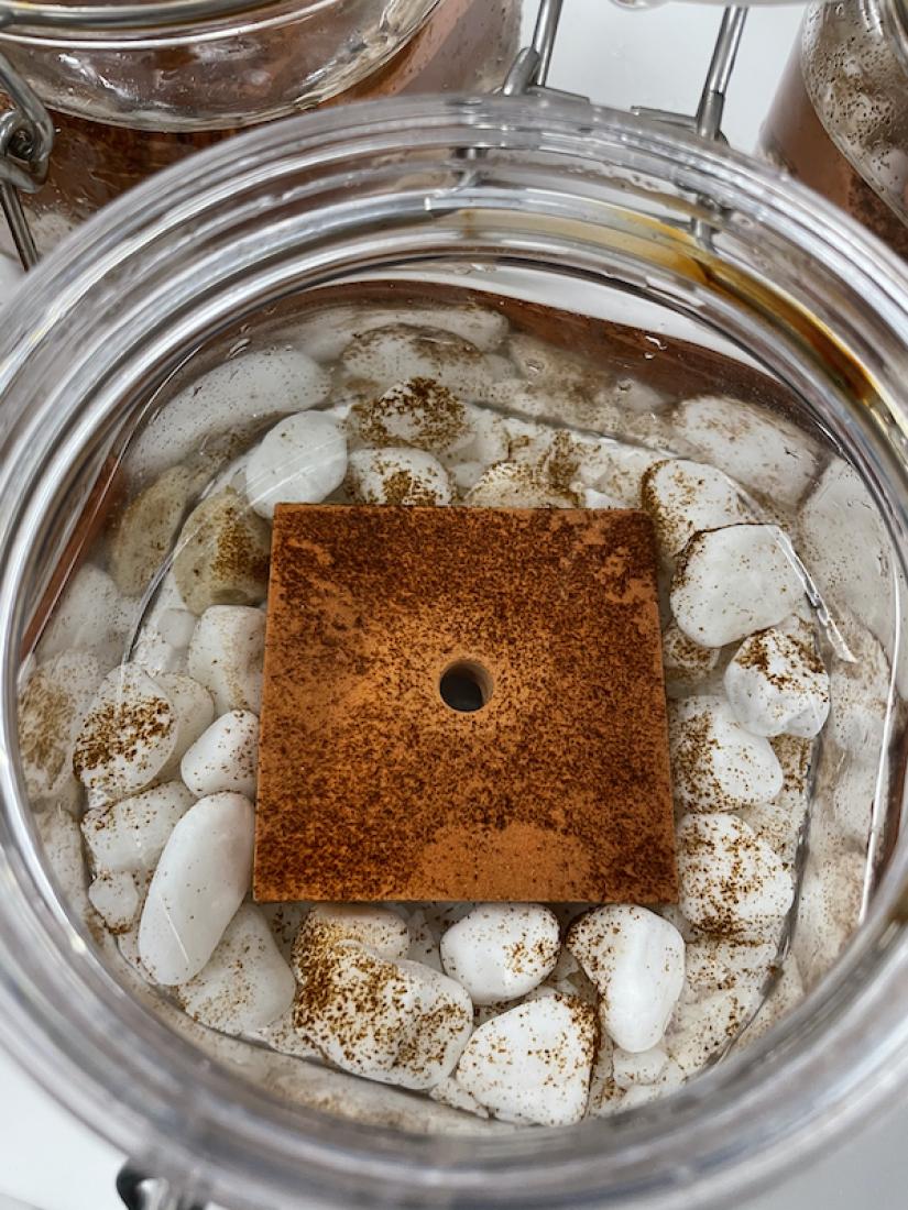 Kelp growing on tiles and gravel in the lab. 
