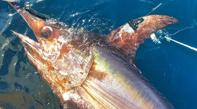 A tagged swordfish swims away from the research vessel after a fin clip was removed for genetic comparisons among fish with known migration paths. Photo credit: Pfleger Institute of Environmental Research