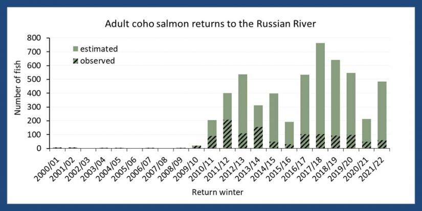 Estimated hatchery coho salmon adult returns to the Russian River basin from 2000-2022.