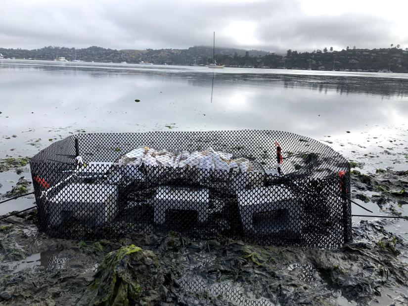 An experimental array of structures are seen here. Concrete blocks in particular result in an increased number of crabs, which decrease the predatory Atlantic whelks that consume native oysters. Oyster shells serve as structures for juvenile oysters to attach. Courtesy of Marcella Heineke.