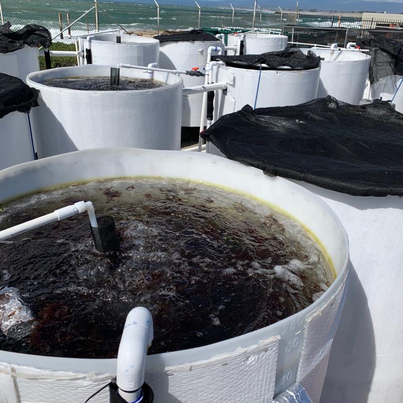 Ocean acidification can pose a challenge to abalone aquaculture. Seaweed can help