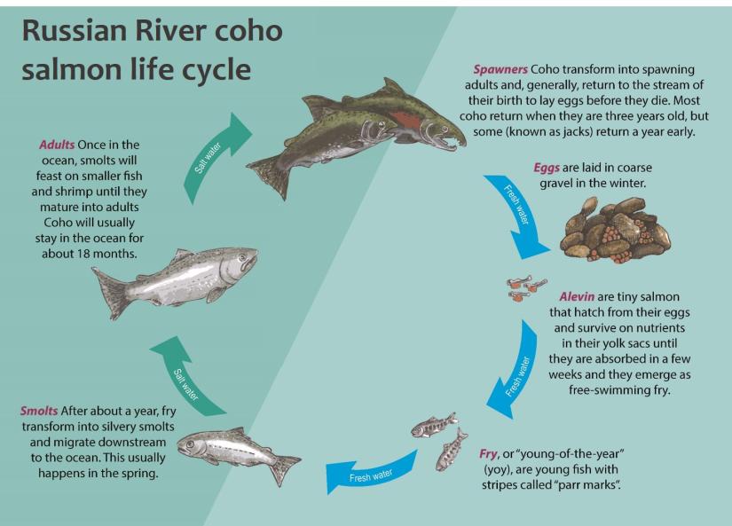 Russian River coho salmon life cycle diagram