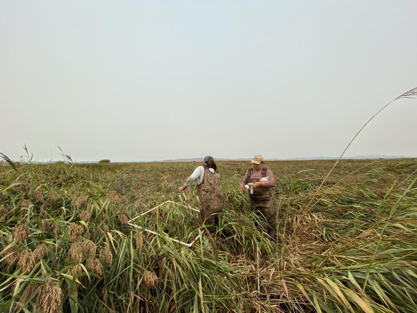 A study of a marsh ecosystem grows into a consideration of what science can be