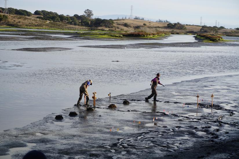 scientists pick up oyster nets on the sandy coast.