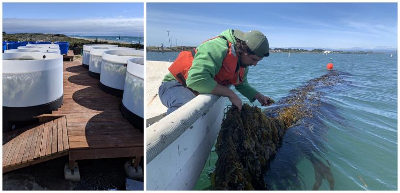 Seaweed aquaculture techniques