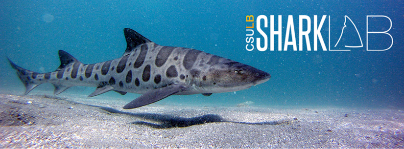 CSULB Shark Lab header