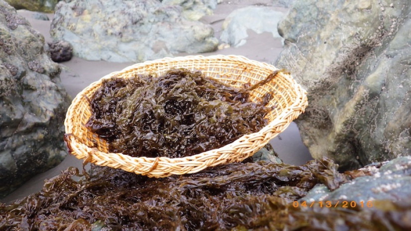 Kelp collected in a basket