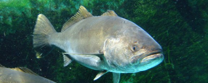 White seabass photos: FriendsofLaJollaShores.com