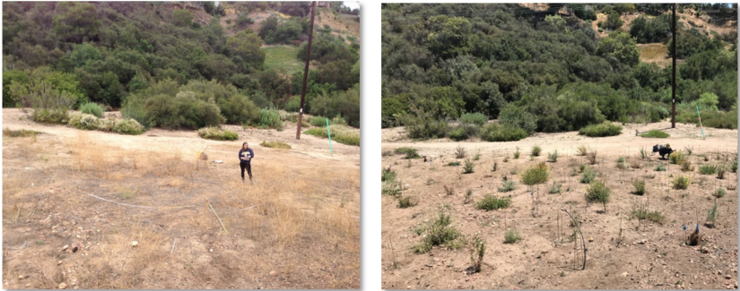 manzanita canyon restoration plot before planting and six months after planting