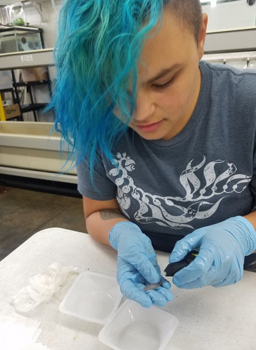 MLML student Helaina Lindsey tagging fish
