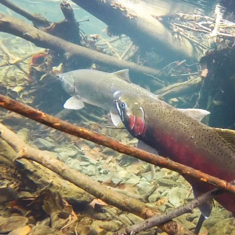 spawning pair of adult coho salmon 