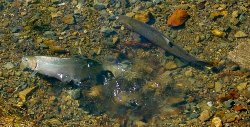 A steelhead hen (female) digging a redd with a buck (male) guarding her.