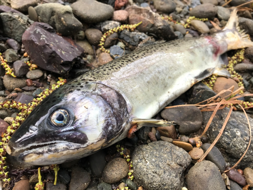 female coho carcass