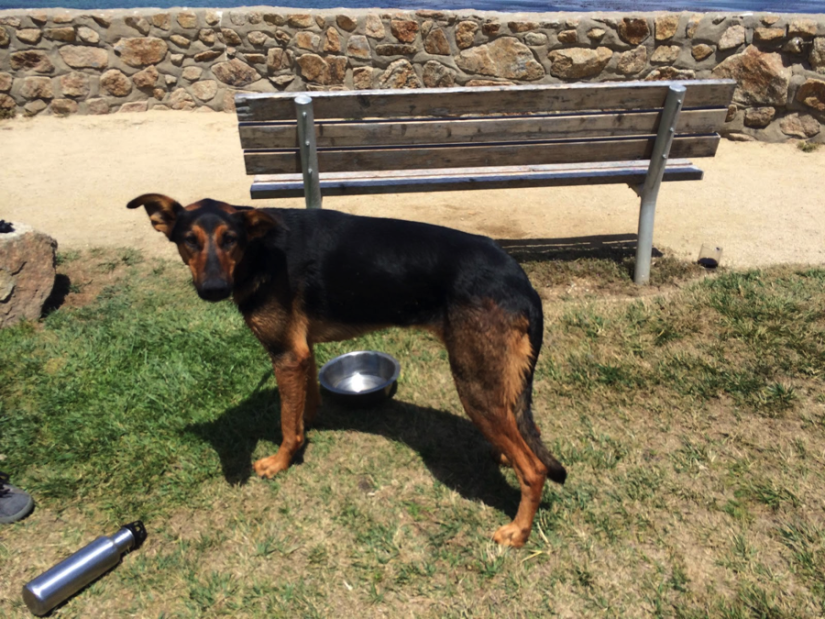 Kilo the dog