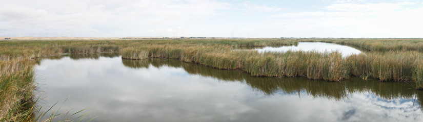 restored wetlands