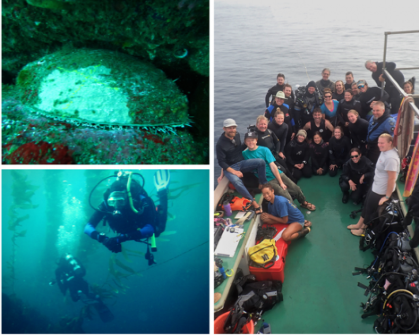collage of images from an inter-agency dive trip to san clemente island