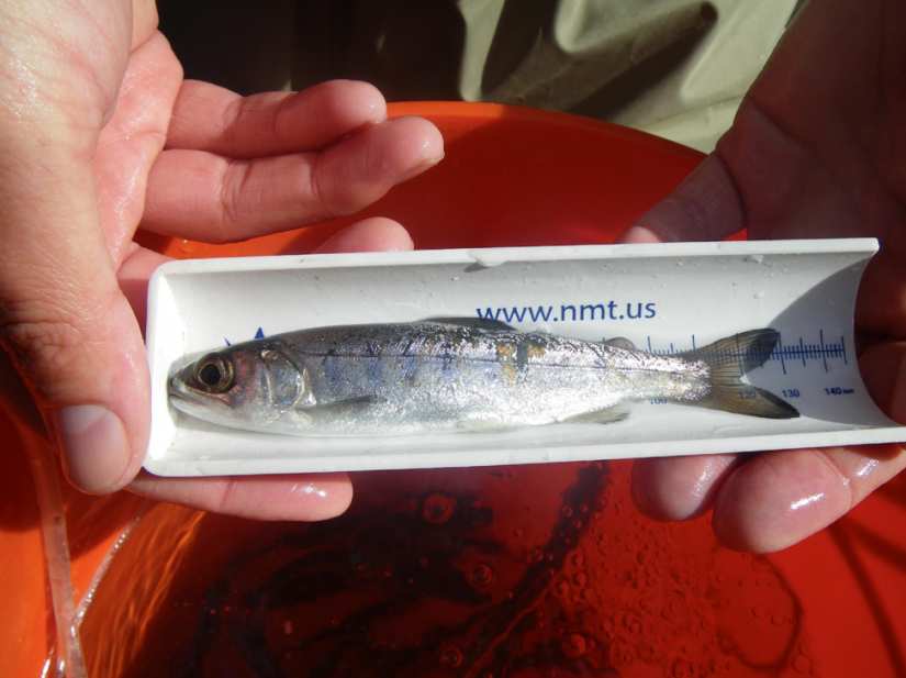 A natural-origin coho smolt captured in the trap